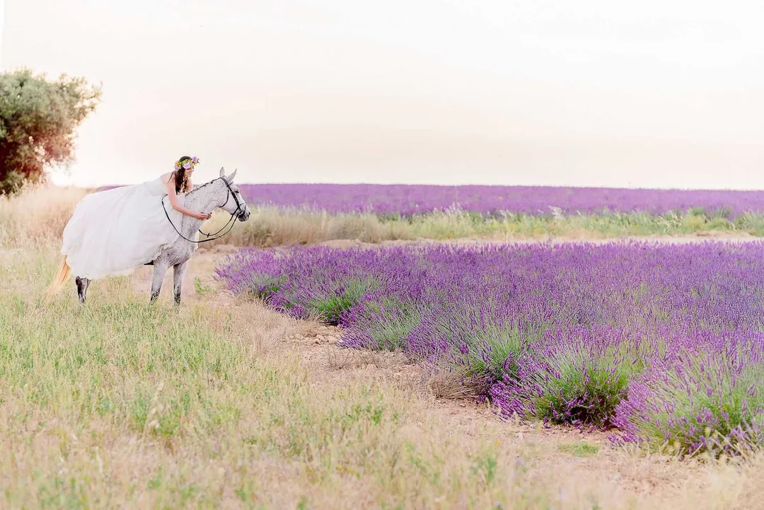 Une mariée assise sur un cheval blanc dans un champ de lavande violette en Provence.
